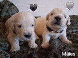 Chiots Golden Retriever LOF à vendre