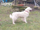 Chiots Golden Retriever LOF à vendre