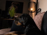 Chien croisé de 6 ans à donner