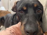 Chien croisé de 6 ans à donner