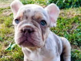 Chiot Bouledogue Français Exotique mâle à vendre non LOF