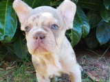 Chiot Bouledogue Français Exotique mâle à vendre non LOF