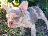 Chiot Bouledogue Français Exotique mâle à vendre non LOF