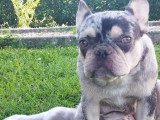 Chiot Bouledogue Français Exotique mâle à vendre non LOF