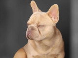 Chiot Bouledogue Français Exotique mâle à vendre non LOF