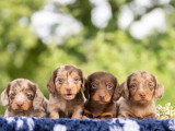À réserver : 4 chiots Teckel non LOF nés en mai 2026