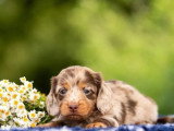 À réserver : 4 chiots Teckel non LOF nés en mai 2026