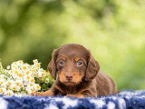 À réserver : 4 chiots Teckel non LOF nés en mai 2026
