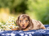 À réserver : 4 chiots Teckel non LOF nés en mai 2026