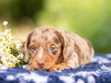 À réserver : 4 chiots Teckel non LOF nés en mai 2026