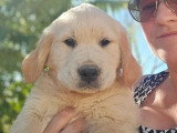 2 chiots Golden Retriever mâles LOF nés en avril 2026 à vendre