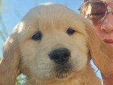 2 chiots Golden Retriever mâles LOF nés en avril 2026 à vendre