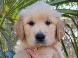 2 chiots Golden Retriever mâles LOF nés en avril 2026 à vendre