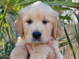 2 chiots Golden Retriever mâles LOF nés en avril 2026 à vendre