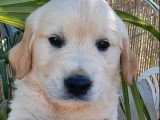 2 chiots Golden Retriever mâles LOF nés en avril 2026 à vendre
