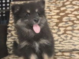 Chiot femelle Chien Finnois de Laponie non LOF noire et sable à vendre