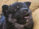 Chiot femelle Chien Finnois de Laponie non LOF noire et sable à vendre