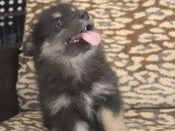 Chiot femelle Chien Finnois de Laponie non LOF noire et sable à vendre