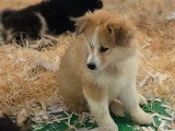 À vendre, 4 chiots Chien Finnois de Laponie non LOF mars 2026