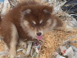 À vendre, 4 chiots Chien Finnois de Laponie non LOF mars 2026