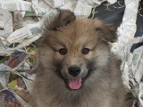 À vendre, 4 chiots Chien Finnois de Laponie non LOF mars 2026