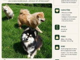À vendre, 4 chiots Chien Finnois de Laponie non LOF mars 2026