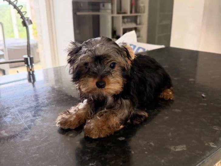 Deux chiots Yorkshire nés en mars 2026 non LOF à vendre