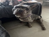 Chiot mâle Bouledogue Français à vendre