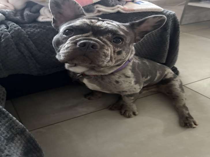 Chiot mâle Bouledogue Français à vendre