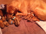 Chiots Rhodesian Ridgeback à vendre (7 femelles & 4 mâles)