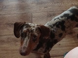 Chiots mâle Teckel à vendre