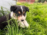 5 chiots Border Collie LOF nés en avril 2026 à vendre