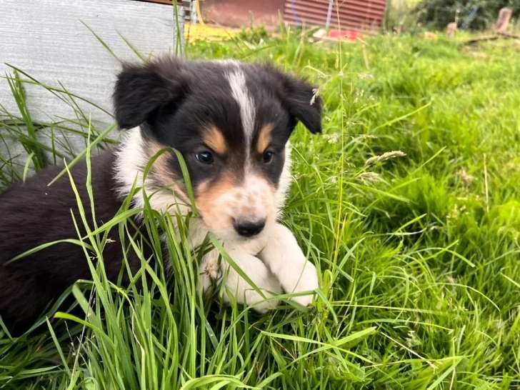 5 chiots Border Collie LOF nés en avril 2026 à vendre