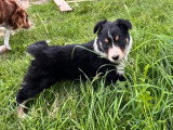 5 chiots Border Collie LOF nés en avril 2026 à vendre