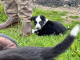 5 chiots Border Collie LOF nés en avril 2026 à vendre
