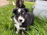 5 chiots Border Collie LOF nés en avril 2026 à vendre