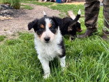 5 chiots Border Collie LOF nés en avril 2026 à vendre