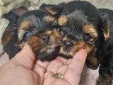 2 chiots  Yorkshire Terrier à réserver LOF nés en mai 2026
