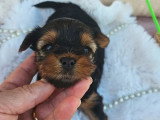 2 chiots  Yorkshire Terrier à réserver LOF nés en mai 2026