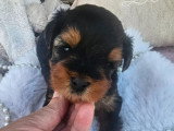 2 chiots  Yorkshire Terrier à réserver LOF nés en mai 2026