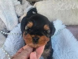 2 chiots  Yorkshire Terrier à réserver LOF nés en mai 2026