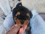 2 chiots  Yorkshire Terrier à réserver LOF nés en mai 2026