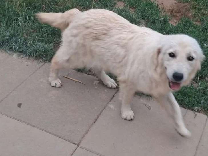 2 chiots femelles Golden Retriever LOF nés juillet 2025 à vendre