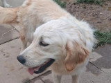 2 chiots femelles Golden Retriever LOF nés juillet 2025 à vendre