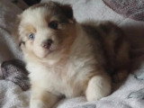 Portée 7 chiots Berger Australien non LOF de juillet 2026 à résever