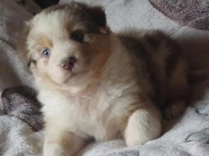 Portée 7 chiots Berger Australien non LOF de juillet 2026 à résever
