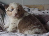 Portée 7 chiots Berger Australien non LOF de juillet 2026 à résever