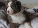 Portée 7 chiots Berger Australien non LOF de juillet 2026 à résever
