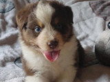Portée 7 chiots Berger Australien non LOF de juillet 2026 à résever