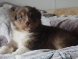 Portée 7 chiots Berger Australien non LOF de juillet 2026 à résever